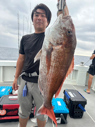 マダイの釣果