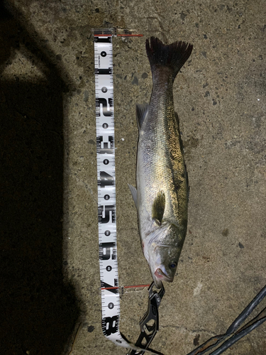 シーバスの釣果