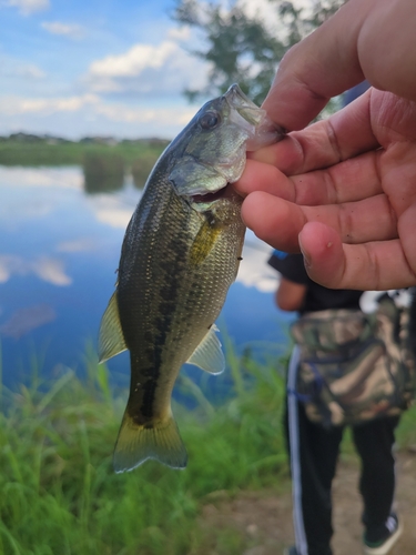 ラージマウスバスの釣果