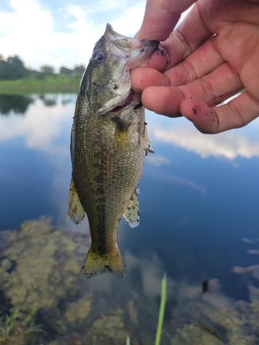 ラージマウスバスの釣果