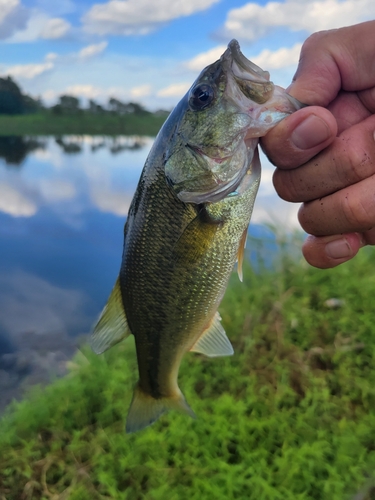 ラージマウスバスの釣果