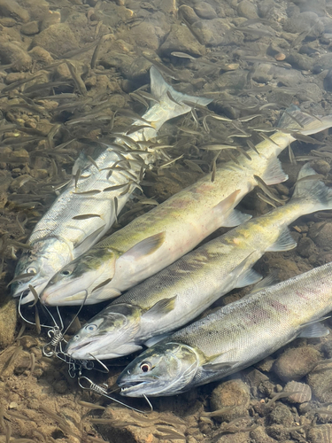 アキアジの釣果