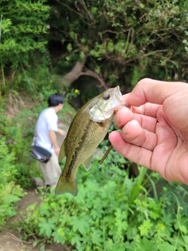 ラージマウスバスの釣果