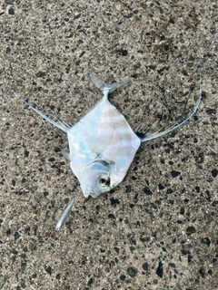 イトヒキアジの釣果