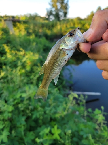 ラージマウスバスの釣果