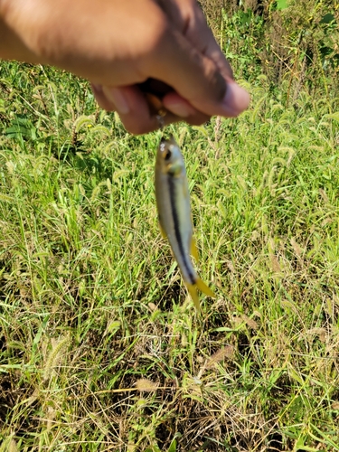 カワムツの釣果