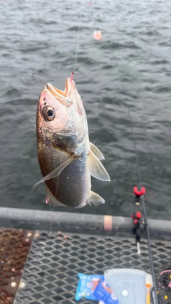 イシモチの釣果