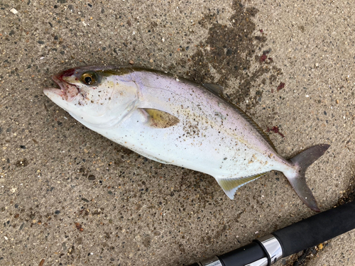 ショゴの釣果