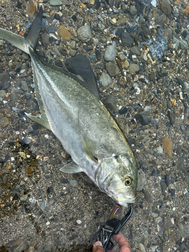 ガーラの釣果