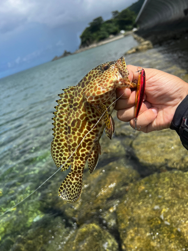 イシミーバイの釣果