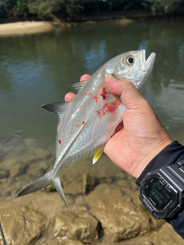 メッキの釣果