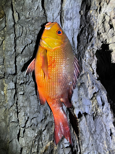 バラフエダイの釣果