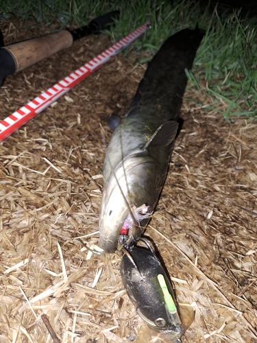 ナマズの釣果