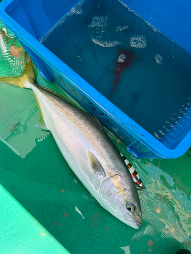 メジロの釣果