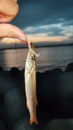 カマスの釣果