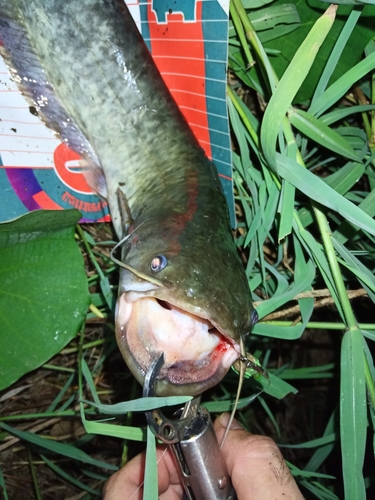 マナマズの釣果