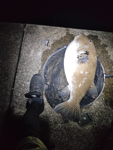 モヨウフグの釣果