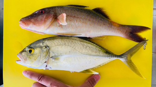 マルクチヒメジの釣果