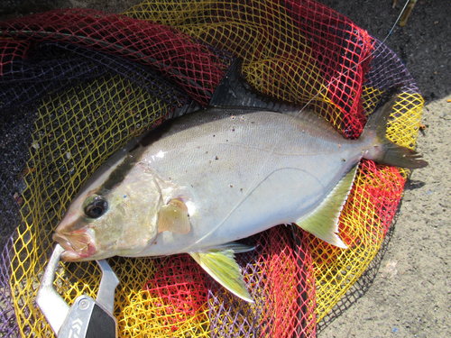 ショゴの釣果