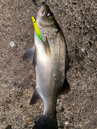 ヒラスズキの釣果