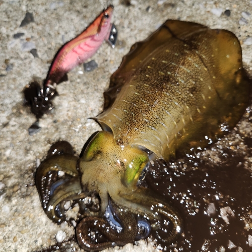 アオリイカの釣果