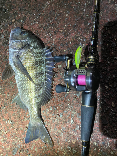 クロダイの釣果