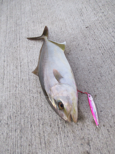 ショゴの釣果