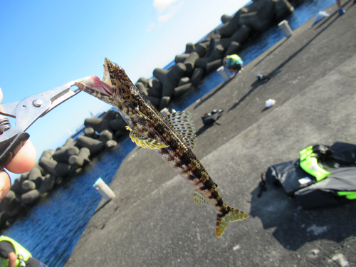 エソの釣果