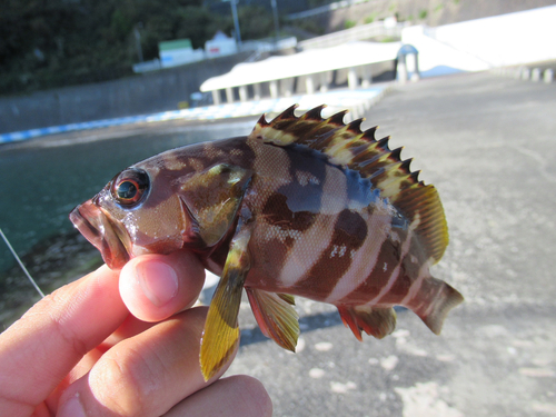 アカハタの釣果