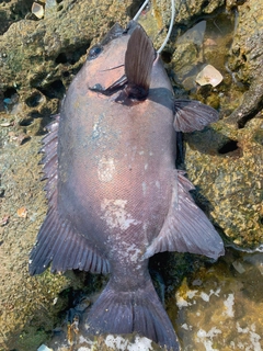 アイゴの釣果