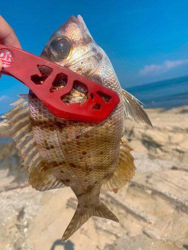 メイチダイの釣果