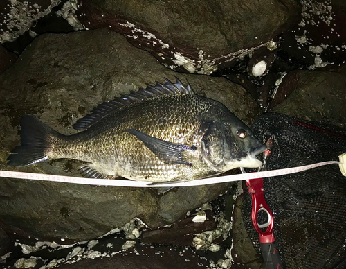 クロダイの釣果