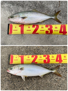 ツバスの釣果