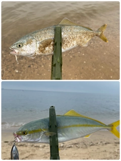 ワカシの釣果