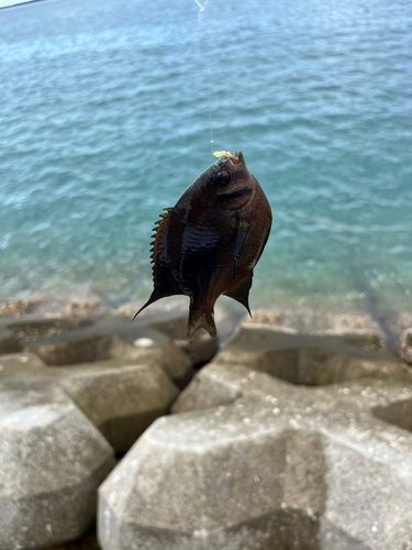 クロスズメダイの釣果