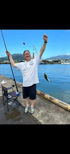 トラフグの釣果