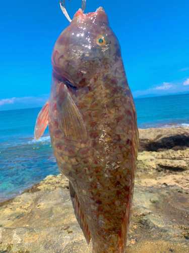 ブダイの釣果