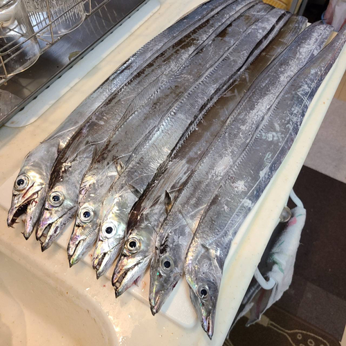 タチウオの釣果