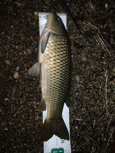 コイの釣果