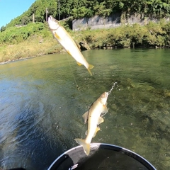 アユの釣果