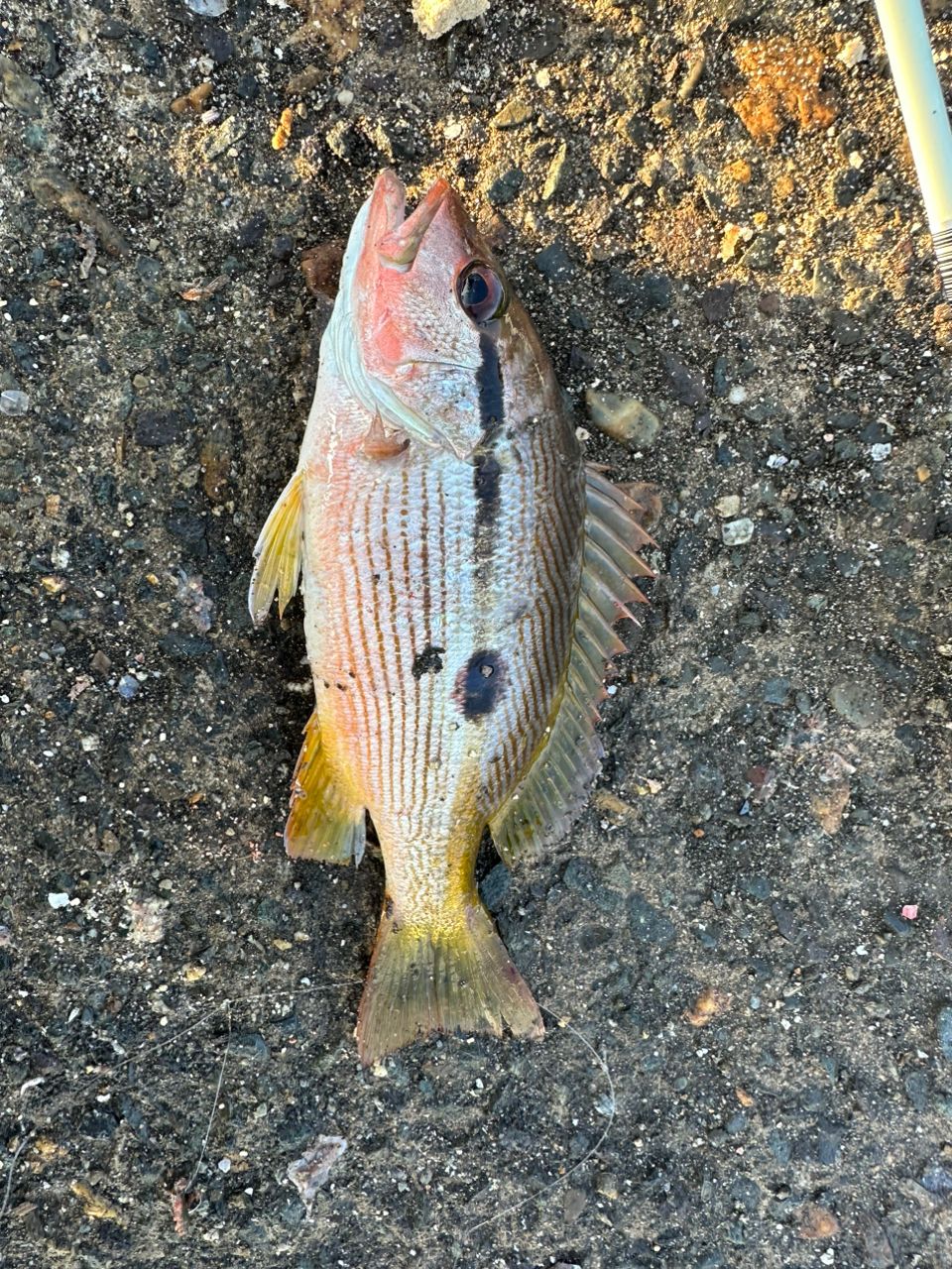 アジ