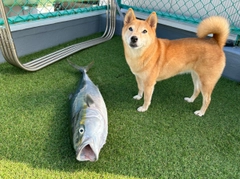 ブリの釣果