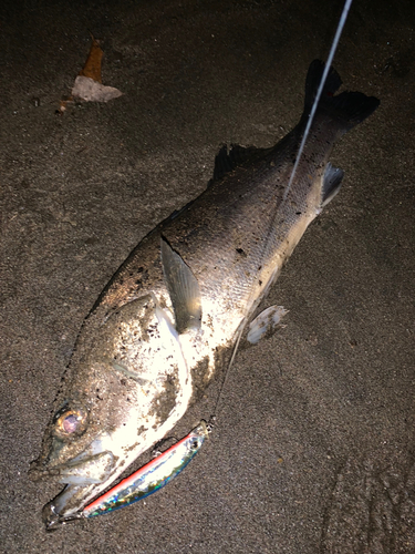 セイゴ（マルスズキ）の釣果