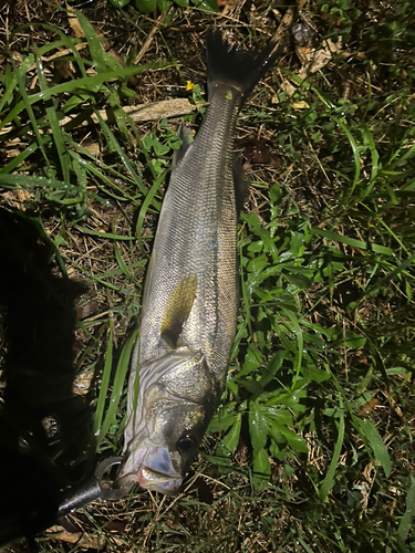 フッコ（マルスズキ）の釣果