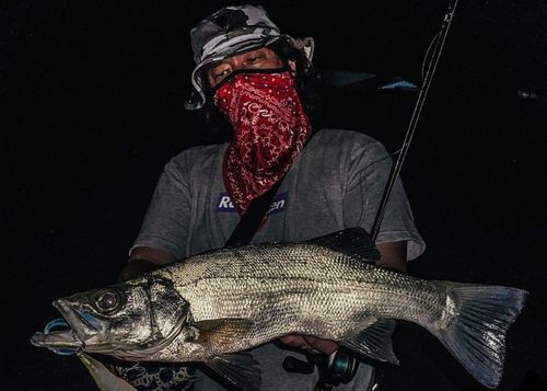 ヒラスズキの釣果