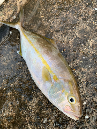 ネリゴの釣果