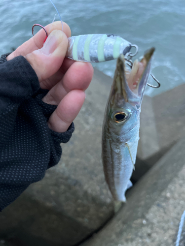 カマスの釣果