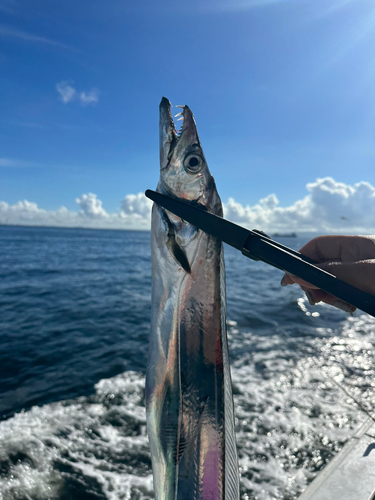 タチウオの釣果