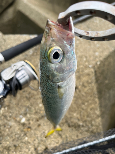 サバの釣果