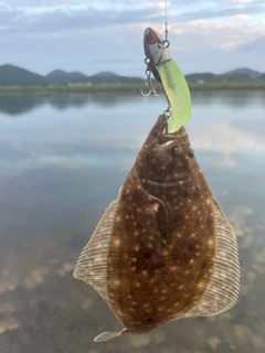 ヒラメの釣果